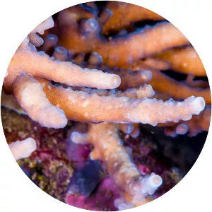 Acropora multiacuta - 