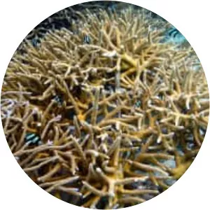 Acropora muricata - 
