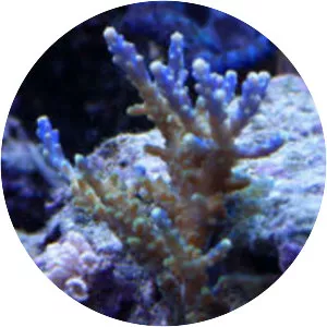 Acropora nana