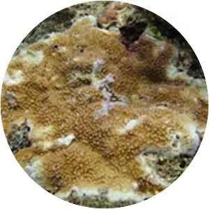 Acropora palmerae - 