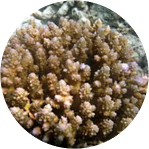 Acropora polystoma - 