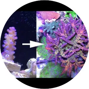 Acropora