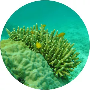Acropora samoensis
