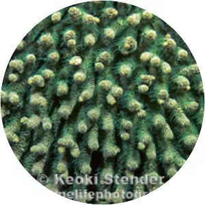 Acropora selago - 