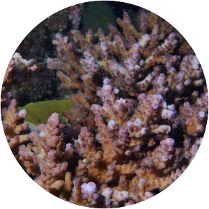 Acropora solitaryensis