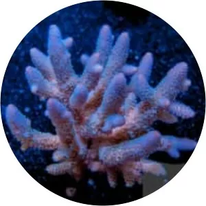 Acropora spathulata