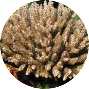 Acropora subulata - 