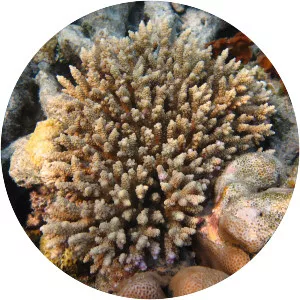 Acropora tenuis - 