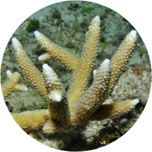 Acropora verweyi