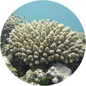 Acroporidae