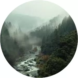 Across the River and into the Trees