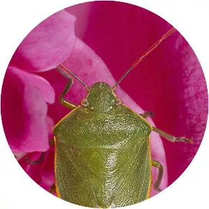 Acrosternum - Insect