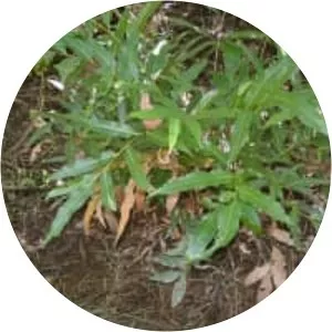 Acrostichum speciosum