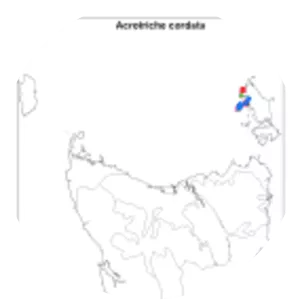 Acrotriche cordata - 