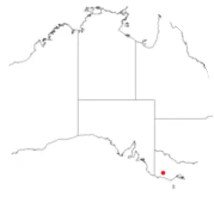 Acrotriche divaricata