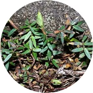 Acrotriche prostrata