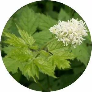 Actaea spicata - Plants