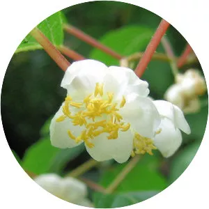 Actinidia polygama - Plants