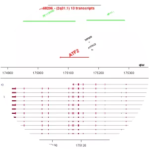 Activating transcription factor 2 - Protein