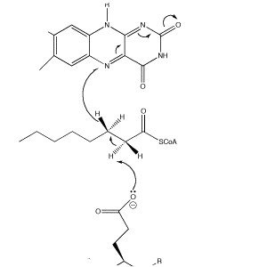 Acyl-CoA dehydrogenase - 