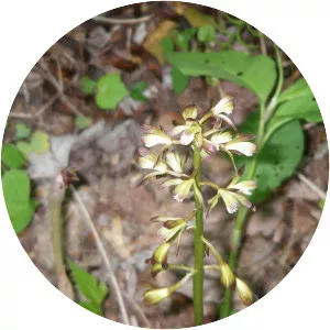 Adam and eve photograph