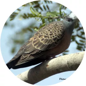 Adamawa turtle dove - Bird