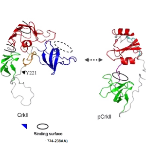 Adapter molecule crk