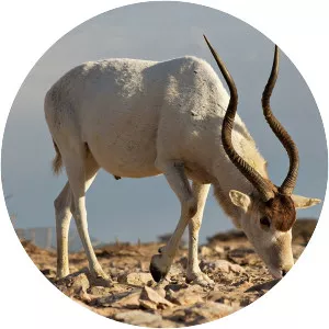 Addax