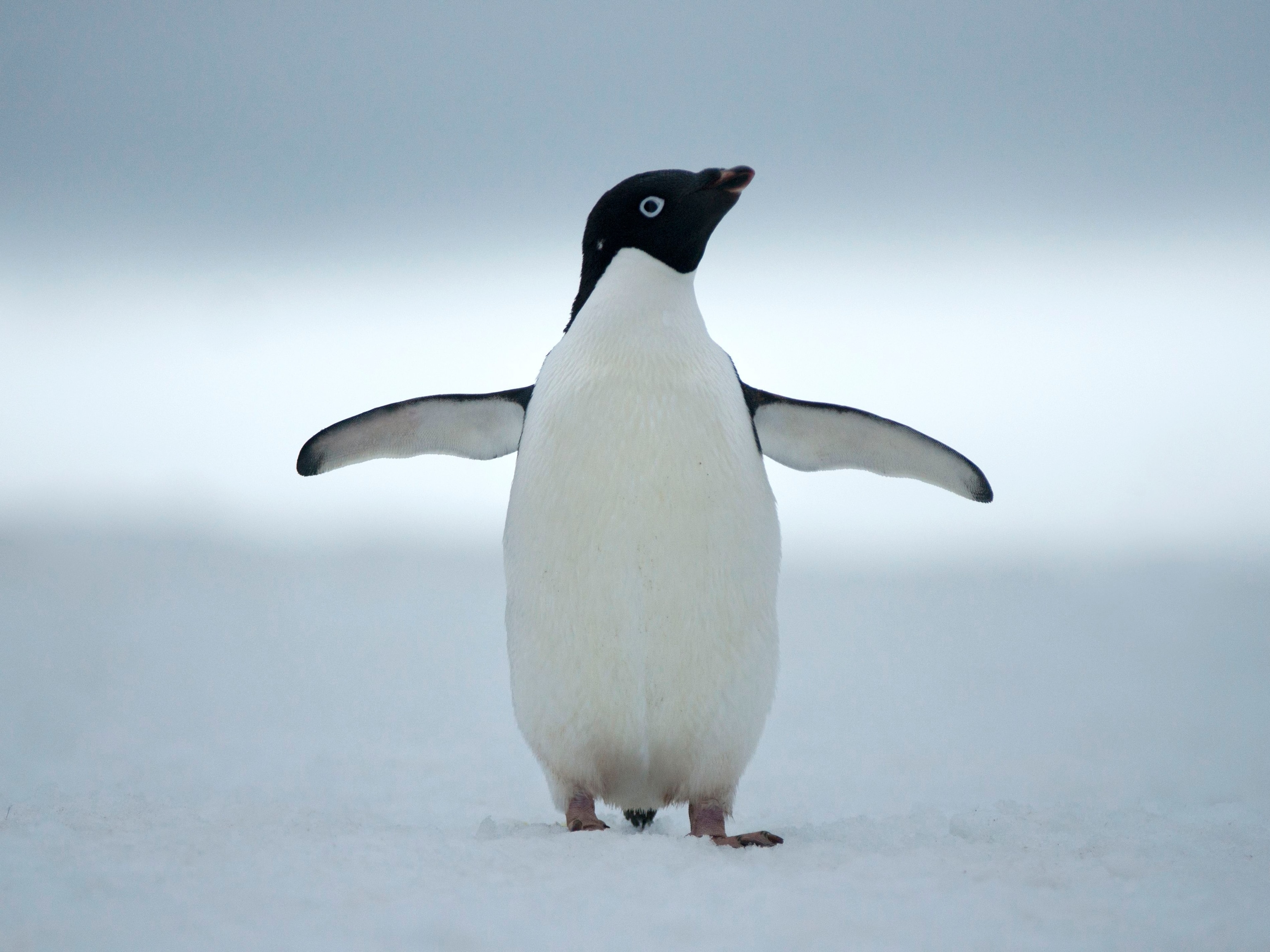 Adélie penguin