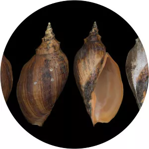 Adelomelon beckii - 