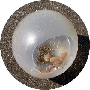 Adelomelon brasiliana - Animal