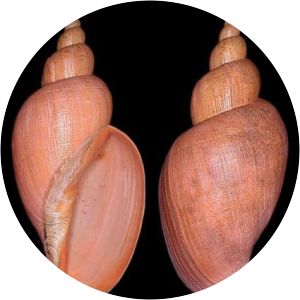 Adelomelon riosi - 