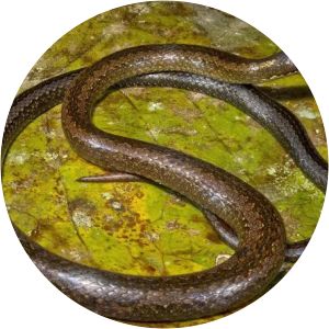 Adelphostigma occipitalis - 