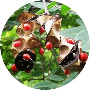 Adenanthera pavonina