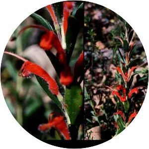 Adenanthos barbiger - Plants