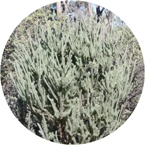 Adenanthos cygnorum - 