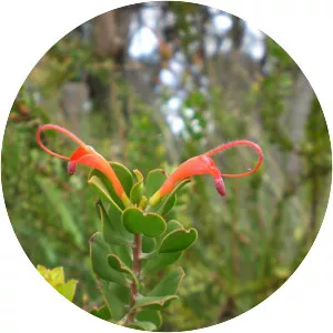 Adenanthos obovatus - 