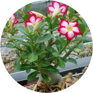 Adenium obesum