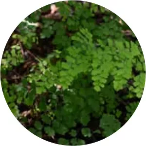 Adiantum aethiopicum