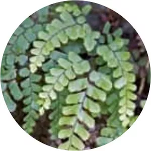 Adiantum cunninghamii - 