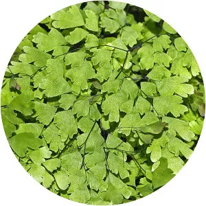 Adiantum tenerum