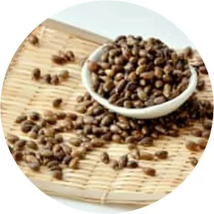 Adlay (Coix Lacryma-Jobi var. Ma-Yuen)