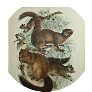 Adolf Bernhard Meyer