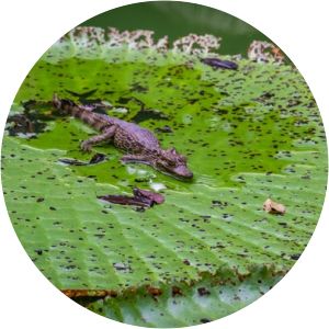 Adolpho Ducke Botanical Garden