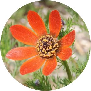 Adonis flammea