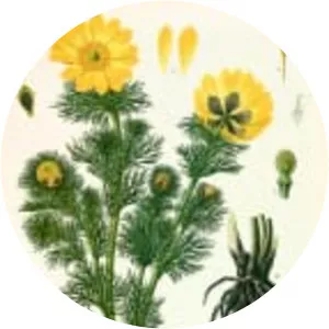 Adonis vernalis