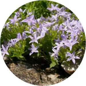 Adriatic bellflower - 