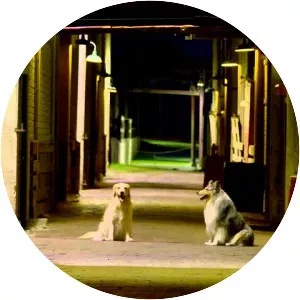 Adventures of Bailey: A Night in Cowtown