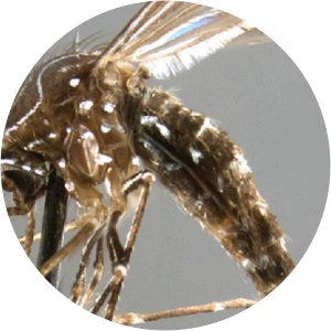 Aedes notoscriptus - 