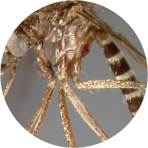 Aedes vigilax - 